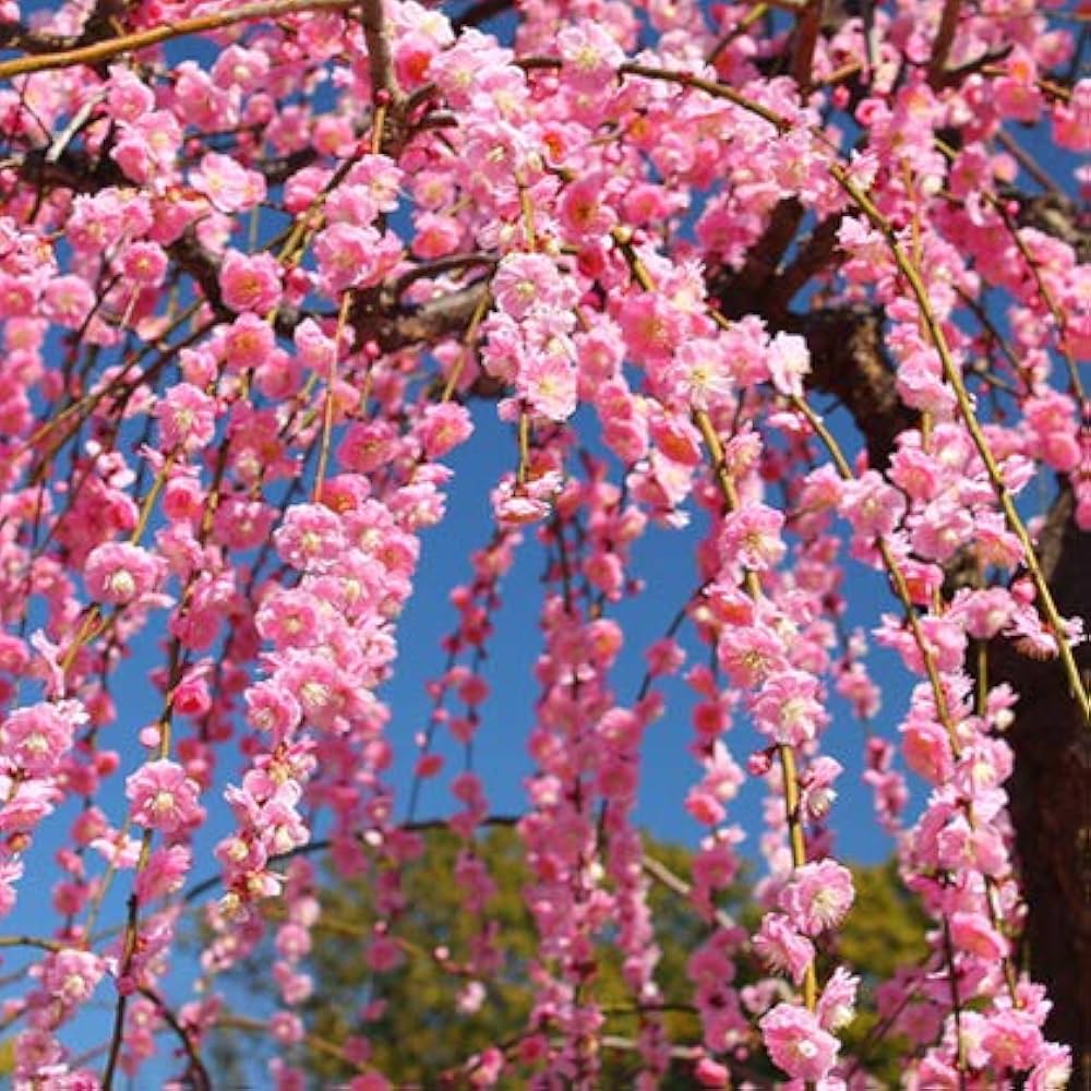 Amazon | 花梅 苗 【ピンク花 しだれ梅】 1年生 約0.7m ポット苗 | 花